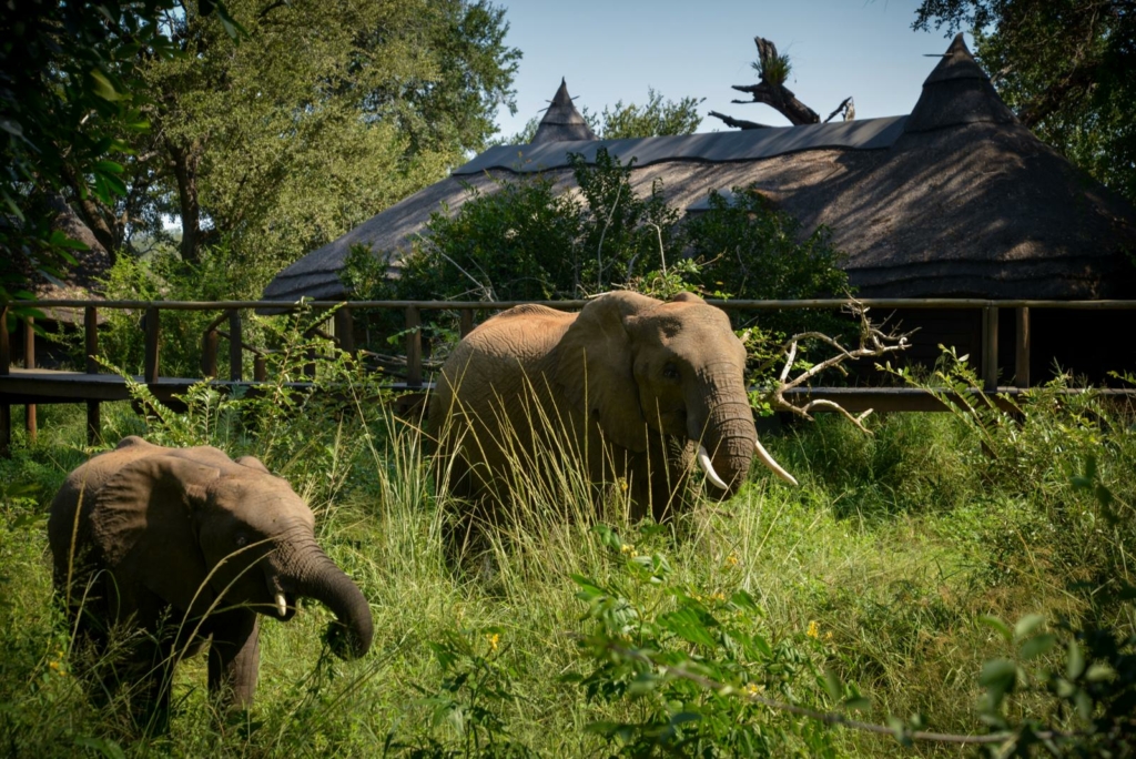 a couple of elephants that are standing in the grass.