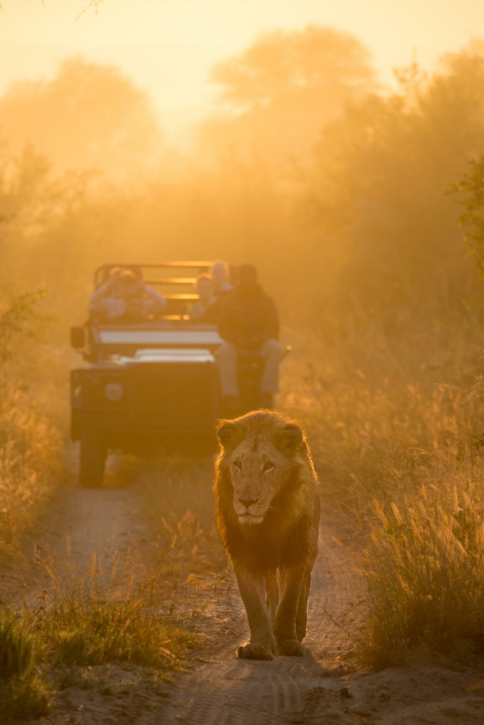 a lion walking down a dirt road next to a truck.